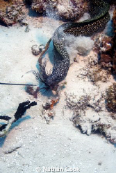 Spotted Moray enjoys a nice Lion Fish Snack by Nathan Cook 